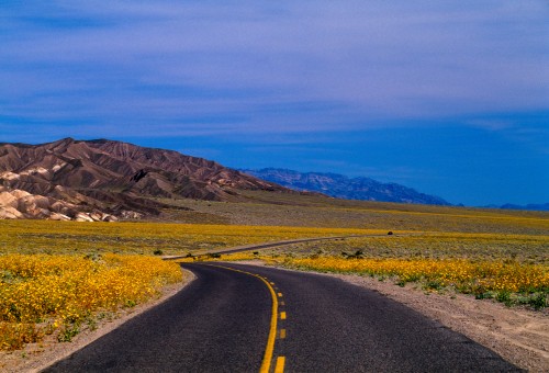 Super Bloom Death Valley