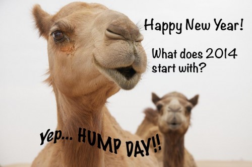 Hump Day, Camel, Happy New Year