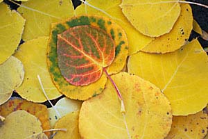 Fall-2005-10-15_61web