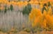 Fall-2005-10-14_44